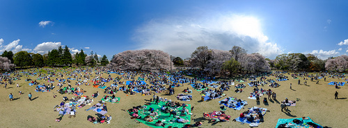2014_kinuta_sakura_Pano_900.jpg